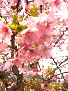 陽に向かう桜