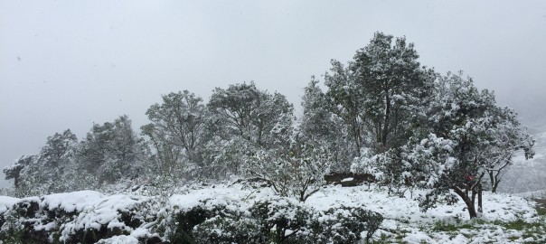 坪林茶園雪景